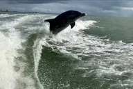 Fort Myers Beach Dolphin Tour thumbnail 4
