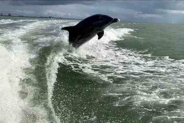 Fort Myers Beach Dolphin Tour - Image 4