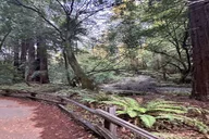 San Francisco Muir Woods Sausalito Sonoma Wine Tour thumbnail 5
