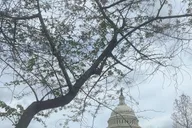 Washington, D.C. Day Trip from New York thumbnail 4