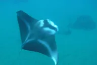 Maui Kayak and Snorkel Tour in Makena Bay thumbnail 3