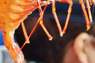 Ketchikan Bering Sea Crab Fisherman's Tour 3 hr thumbnail 5