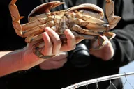 Ketchikan Wilderness Boat Cruise and Crab Feast thumbnail 6