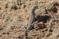 Joshua Tree National Park Adventure thumbnail 6