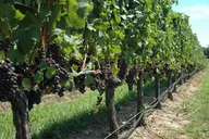 Mattituck Farm and Wine Country Bike Tour thumbnail 5