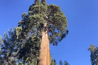 Sequoia National Park Outdoor Retreat thumbnail 2
