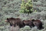 Yellowstone Lamar Valley Safari Hiking Tour thumbnail 2