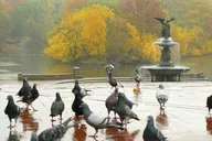 New York City Central Park Pedicab Tour thumbnail 6