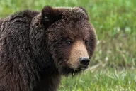 Juneau Bear Viewing Seaplane Tour thumbnail 4
