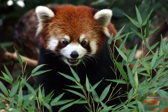 Seattle Zoo Admission - Image 2