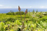 Hilo Self-Guided Driving Tour thumbnail 6