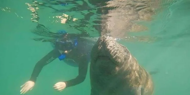 Crystal River Manatee Swim with Heated Boat 3 hr - Image 3