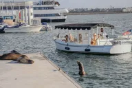 Los Angeles Cruise with Wine and Sea Lions 2 hr thumbnail 5
