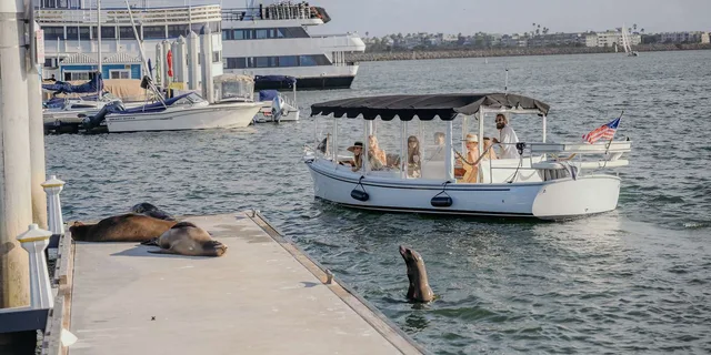 Los Angeles Cruise with Wine and Sea Lions 2 hr - Image 5
