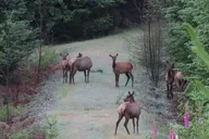 Seattle Mt Rainier National Park Tour thumbnail 1