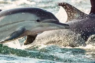Cape May Dinner Cruise with Dolphin Watching thumbnail 2