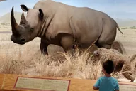 Las Vegas Natural History Museum Admission thumbnail 5