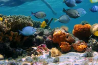 Key West Dolphin Watching and Snorkeling Cruise thumbnail 2