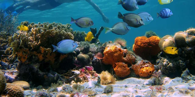 Key West Dolphin Watching and Snorkeling Cruise - Image 2