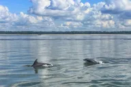 Hilton Head Dolphin Watching Cruise with Donuts thumbnail 4