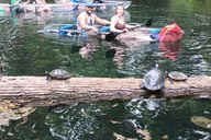 Silver Springs Manatees and Monkeys Kayak Tour thumbnail 5