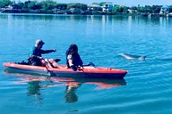 St. Augustine Kayak Adventure with Dolphins thumbnail 5