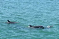 Clearwater Dolphin Sightseeing Cruise thumbnail 4
