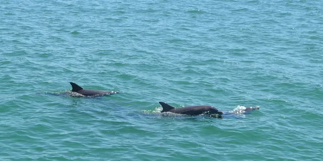 Clearwater Dolphin Sightseeing Cruise - Image 4
