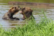 Anchorage Wildlife and Glacier Tour with Rainforest Walk thumbnail 1