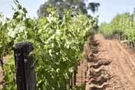 Placerville Wine Tasting Tour thumbnail 4