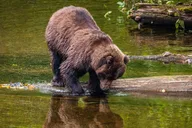 Hoonah Chichagof Island Brown Bear Search 3 hr thumbnail 4