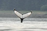 Juneau Whale Watching Tour thumbnail 4