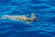 Honolulu Glass Bottom Boat Cruise thumbnail 6