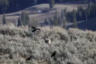 Yellowstone Wildlife Adventure Upper Loop Full-Day thumbnail 4