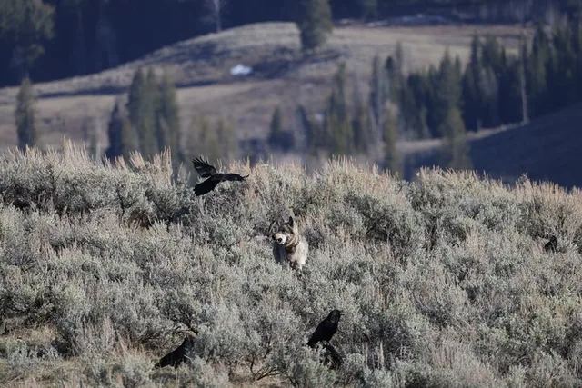 Yellowstone Wildlife Adventure Upper Loop Full-Day - Image 4