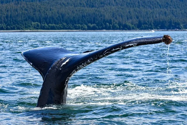 Juneau Whale Watching and Lighthouse Tour - Image 5