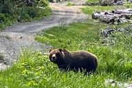 Hoonah Chichagof Island Brown Bear Search 3 hr thumbnail 5