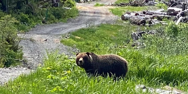 Hoonah Chichagof Island Brown Bear Search 3 hr - Image 5