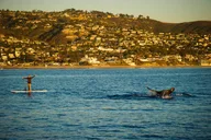 Laguna Beach SUP Lesson and Tour 90 min thumbnail 4