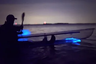 Titusville Bioluminescence Clear Kayak Tour