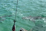Key West Shark and Wildlife Catamaran Tour thumbnail 4