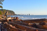 Seattle Hoh Rain Forest and Rialto Beach Tour thumbnail 5