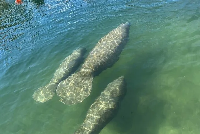 Crystal River Manatee Watching Cruise 90 Min - Image 2