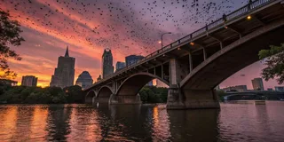 Austin Bars and Bats Guided Tour 3 hr