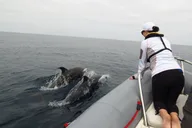 San Diego Whale and Dolphin Watching Tour thumbnail 5
