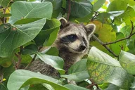 Miami Kayak and SUP Raccoon Island Tour 2.5 hr thumbnail 2