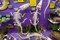 Oklahoma City Museum of Osteology Ticket thumbnail 4