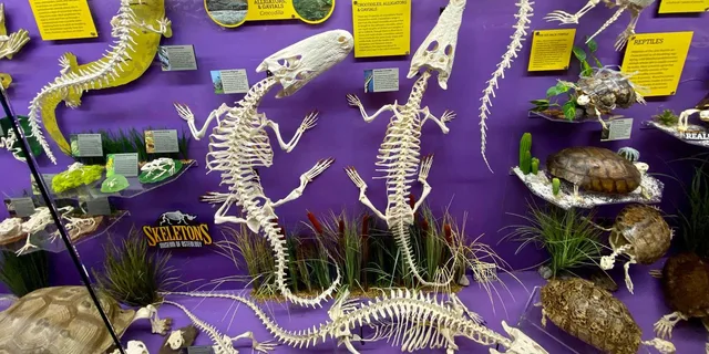 Oklahoma City Museum of Osteology Ticket - Image 4