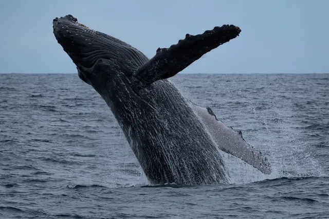 Waikīkī Whale Watching Exploration - Image 1
