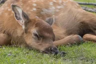 Anchorage Alaska Wildlife Tour with Hotel Pickup 4 hr thumbnail 2